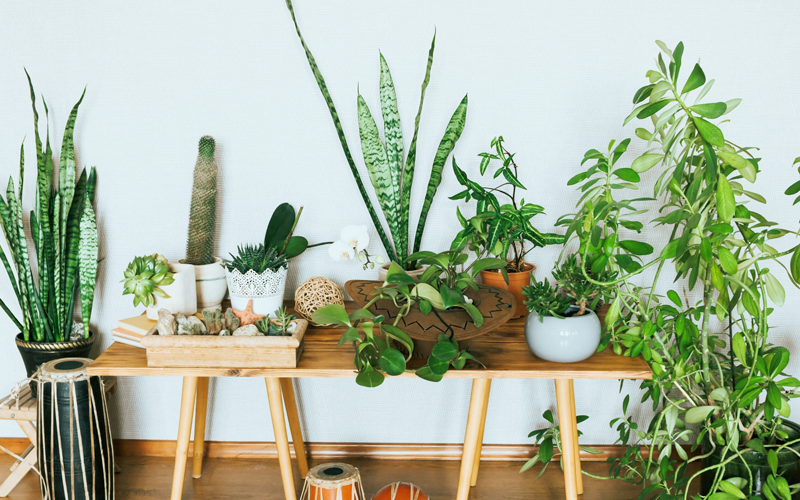 Best Indoor And Outdoor Plants Dealers In Surat